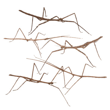 Annam Walking Stick Insect, Group 5